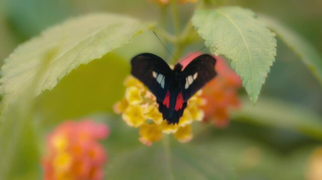 Cattleheart butterfly rapidly moving its wings while sitting on a yellow flower. Slow motion.