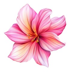Fototapeta premium Pink flower illustration isolated on white background