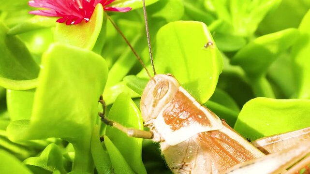 Grasshopper on Leaf with Pink Flower