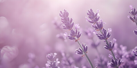 Obraz premium Lavender Serenity: Soft focus image of lavender flowers bathed in sunlight, evoking a sense of calm and tranquility.