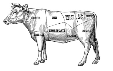 cow anatomy