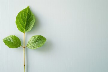 Fresh Green Leaves of a Young Sapling Isolated on Surface