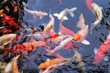 Big of fish swimming on the surface of the water in pond. Fancy carp fish or Koi fish in the pond....