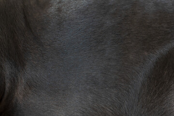 Dog fur texture for background.