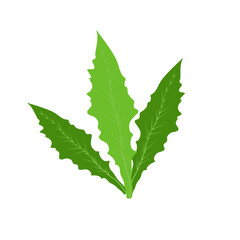 Green leaf of dandelion