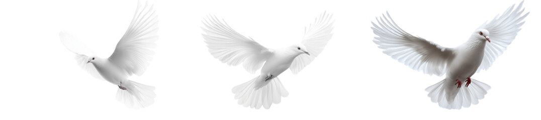 Fototapeta premium A bird flying, isolated on a transparent background.