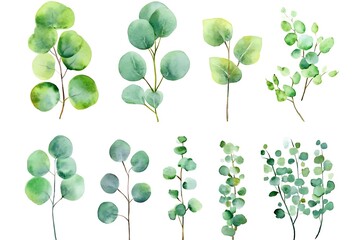 Watercolor eucalyptus round leaves and branches set