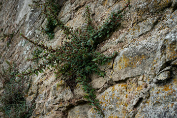 Scotland 54