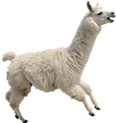 Fototapeta premium Adorable Kawaii llama running joyfully, perfect for playful, energetic and lively designs.