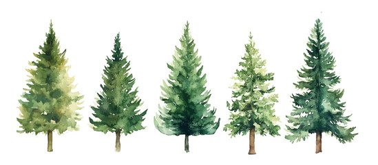 Christmas trees Vector watercolor illustration,Forest, fir trees, pine trees, woods watercolor illustration,festival set