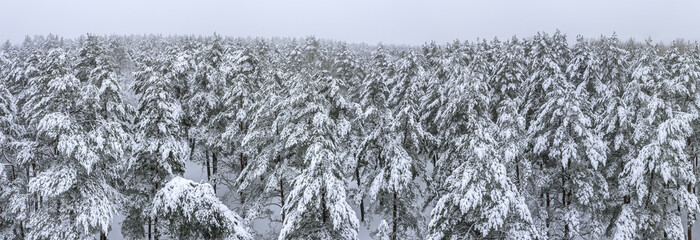 aerial panoramic view of a winter forest with fir trees covered by snow.