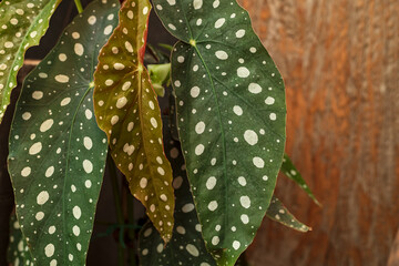 Polka Dot Begonia (Begonia Maculata) Plant