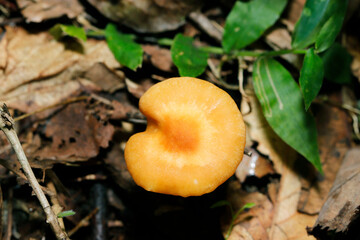 雑木林に明るいオレンジ色のハダイロガサ茸（傘上面・自然光+ストロボ・マクロ接写）