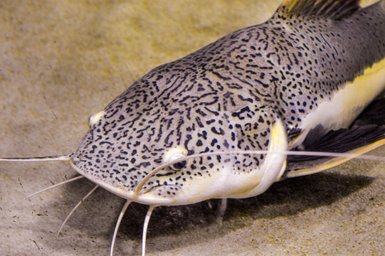 Close-up of an African catfish (Clarias gariepinus) swimming in clear water. The long whiskers and streamlined body are clearly visible, with a natural aquatic background slightly blurred.