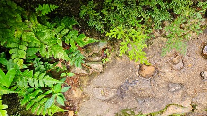 Moss and tropical fern on waterfall stone background in rain forest.