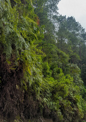 background view of trees in the forest