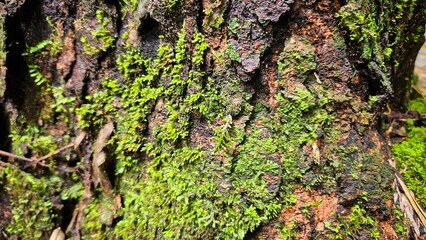 Moss on old wood tree background in the rain forest trails for hiking.