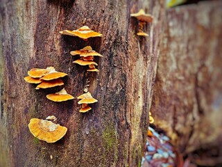 Microporus xanthopus fungi on old wood in rain forest background. © beelaa