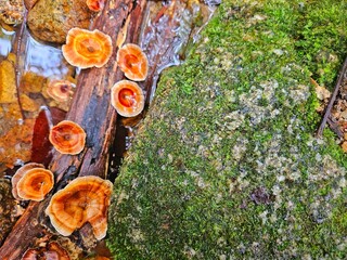 Microporus xanthopus fungi on old wood with moss field om the waterfall stone in rain forest background.