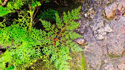 Fototapeta premium Beautiful tropical fern on waterfall stone background in rain forest.