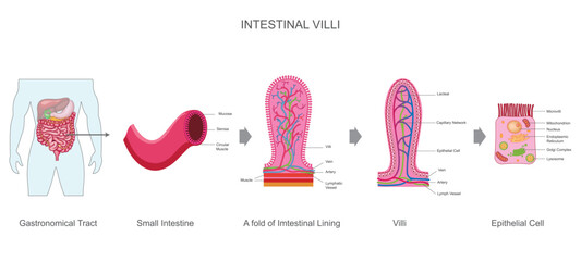 Intestinal villi are tiny, finger-like projections in the small intestine that increase surface area for nutrient absorption into the bloodstream. They contain blood vessels and lymphatics.