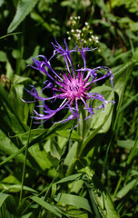 Purple and pink cornflower on a sunny day in Bavaria, Germany.