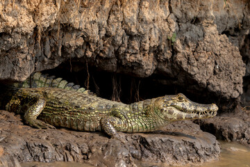 A Caiman sheltering from the day's heat in c crevasse or small cave on edge of riverbank.