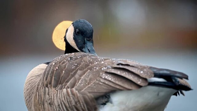 Slow motion clip of a canada goose preening itself in the rain