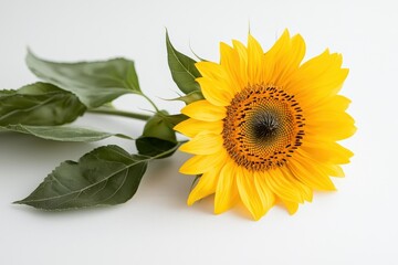 Obraz premium A sunflower isolate on a white background, showcasing its vibrant color and large petals.