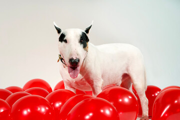 Joyful Bull Terrier Celebrating with Red Balloons