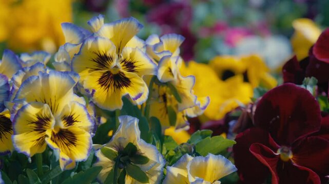 Variety of pansy flowers growing in the public garden. Slow motion. 