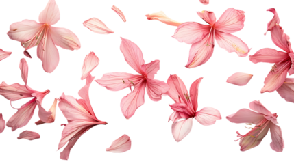 A scattering of pink flower petals in mid-air, appearing light and delicate with white background