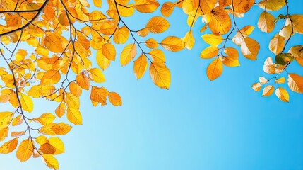 Vivid Yellow Autumn Leaves Against a Bright Blue Sky Creating a Beautiful Natural Frame for Nature-Inspired Backgrounds and Seasonal Landscapes