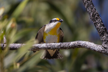 A Striated Pardalote perched on a tree branch