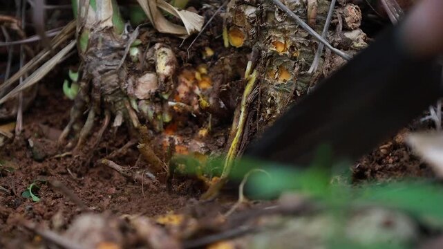Curcuma longa, farmers harvest fresh organic turmeric roots, farmland in the yard, video footage 