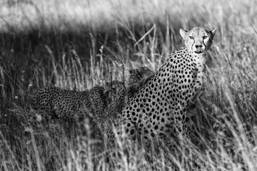 Wildlife in Masai Mara 