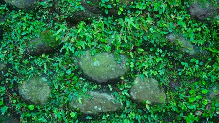 Moss and small plants growing on stone wall
