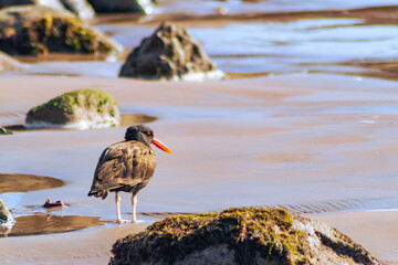 pilpilén, local bird of the Arica coast