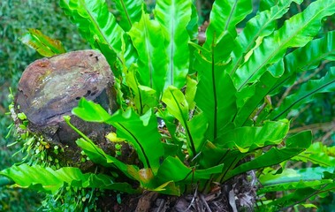 Tropical plants growing on cut down tree