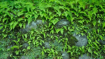 moss and fern growing on the wall