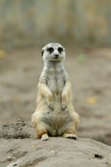 meerkat ( Suricata suricatta ) standing