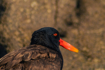 pilpilén, local bird of the Arica coast