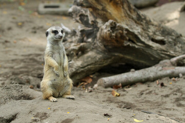 Fototapeta premium meerkat ( Suricata suricatta ) standing