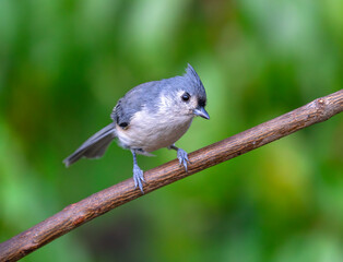 tufted titmouse standing on tree branch