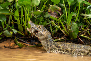 Caiman on edge of river with fish catch