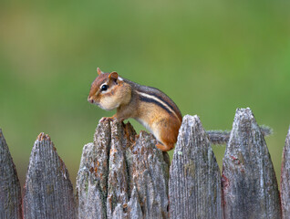 close up on cute chipmunk on old wooden fence