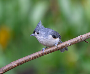 tufted titmouse standing on tree branch