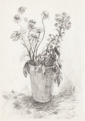 Chamomile pencil drawing. A beautiful bouquet in a vase, hand-drawn on paper. The author's original illustration for the design. A quick sketch from nature. An element for postcards, notebooks