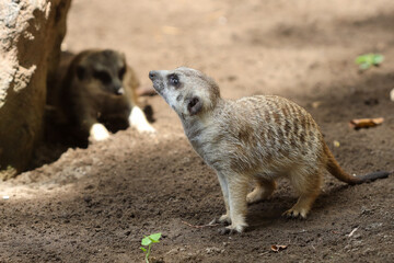 two meerkats in outdoor enclosure at the zoo