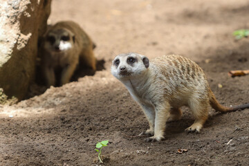 two meerkats in outdoor enclosure at the zoo